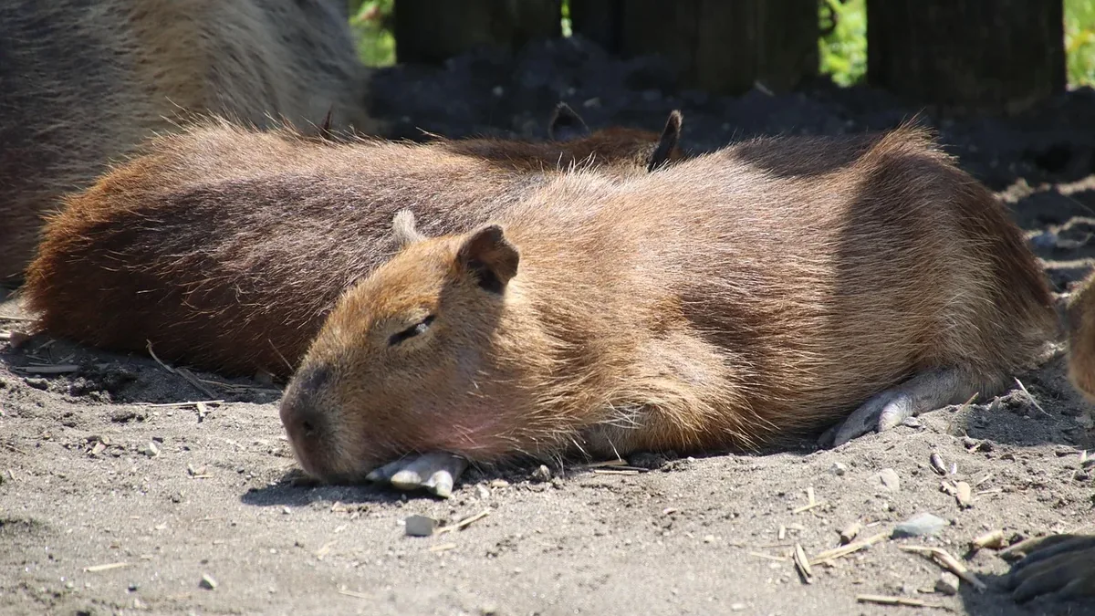 A capybara lying on the ground, with another capybara partially visible behind it.