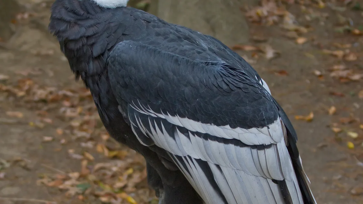 Condor Andino
