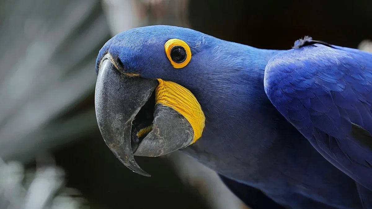 The head and upper body of a blue macaw with a yellow patch on its cheek and a gray beak, facing the camera.