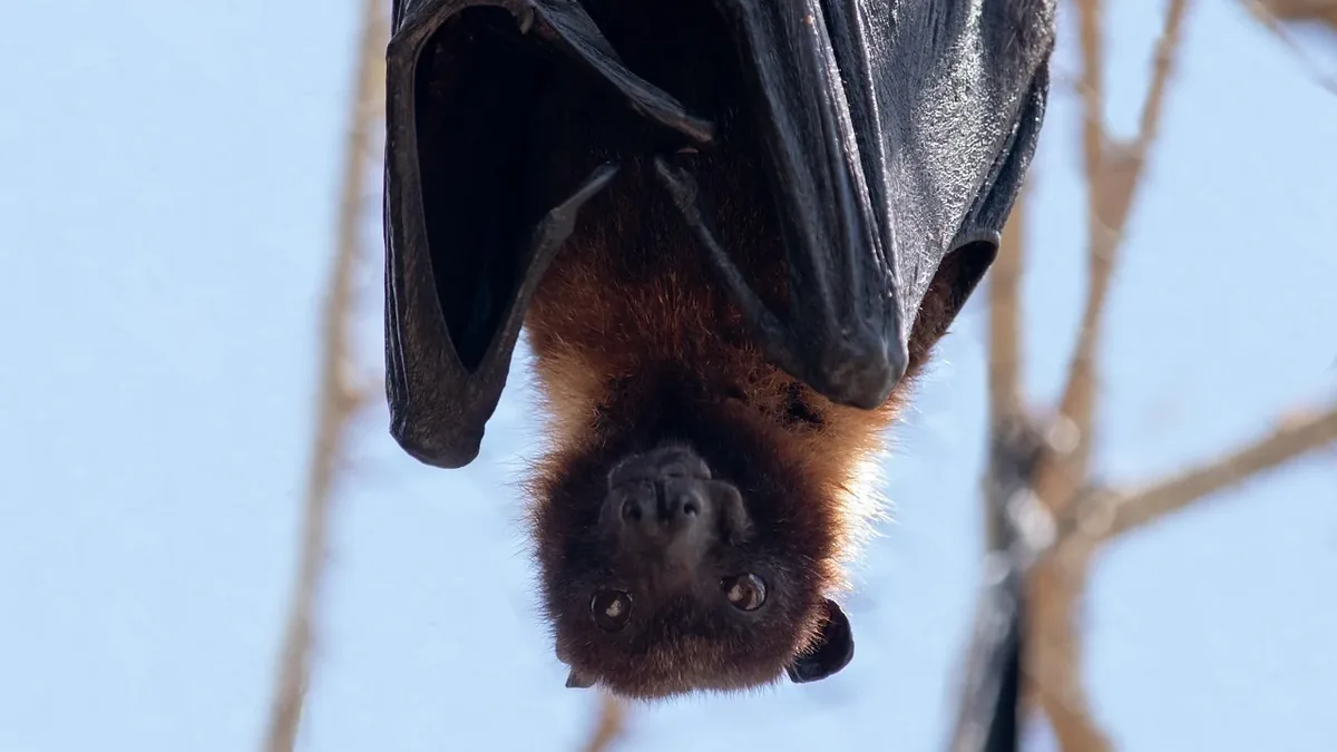 A bat hanging upside down from a tree branch, with its wings folded and its furry body facing the camera.